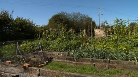 Garden Beds and Plots Stock-Footage 115656744