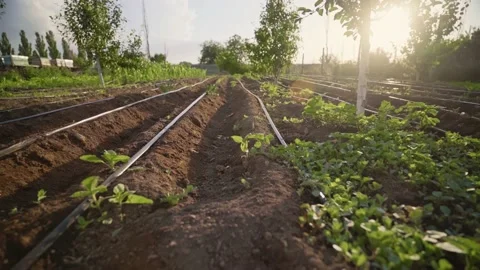 Garden beds in early spring. Freshly seeded vegetable garden. Stock Footage 140355141