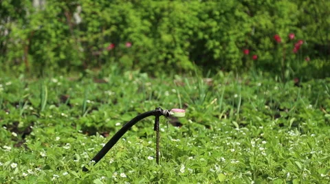 Garden beds with strawberries watered Stock Footage 63065254
