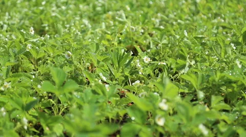 Garden beds with strawberries watered Stock Footage 63066690