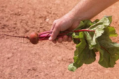 Garden beet Stock Photos
