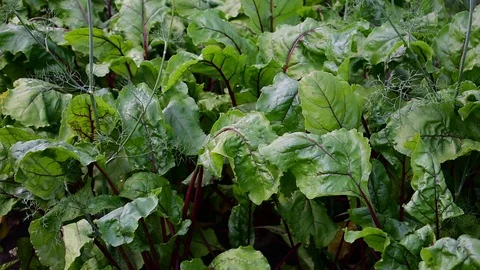 Garden, beet tops close-up Stock Footage 117591424