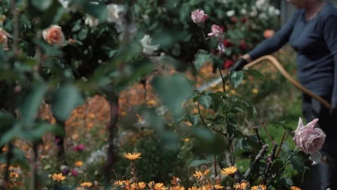 Garden being watered 動画素材 128091182