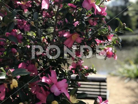 Garden bench at park with pink shrub Stock Photos