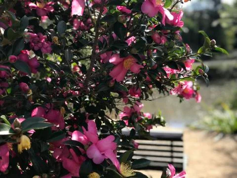 Garden bench at park with pink shrub Foto stock