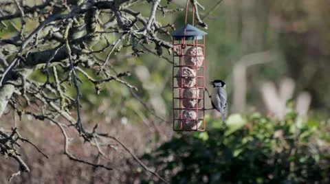 Garden Bird Feeder Stockbeeldmateriaal 12728740