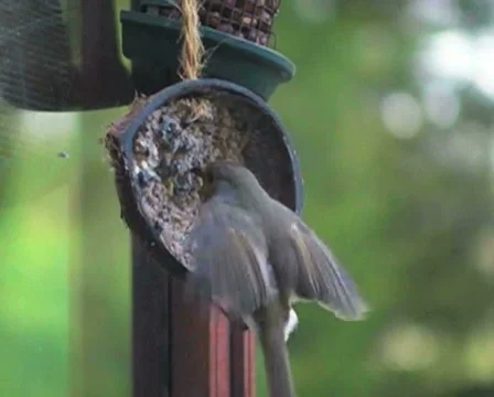 GARDEN BIRD FEEDING Stock Footage 5700878