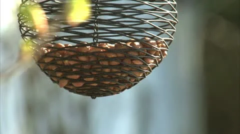 GARDEN BIRD Stock-Footage 10678637