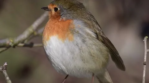 Garden Bird Robin Erithacus rubecula in the wild Stock-Footage 235066132