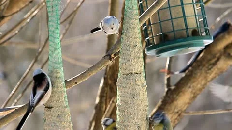 Garden birds. Stock Footage 10843844