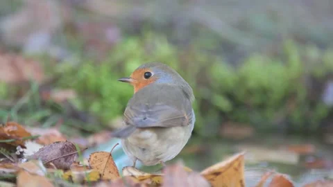 Garden Birds. Robin Erithacus rubecula in the wild Stock-Footage 231162074