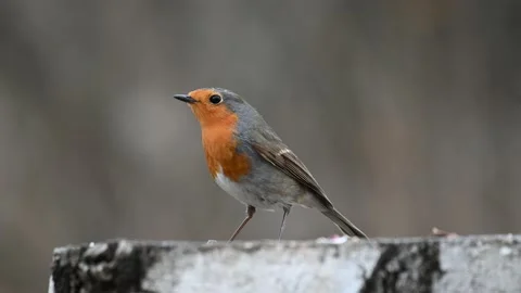 Garden Birds. Robin Erithacus rubecula. Bird on the feeder Stock-Footage 237472332