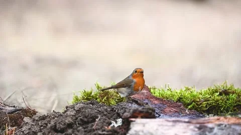 Garden Birds. Robin Erithacus rubecula in the wild Video stock 285447706