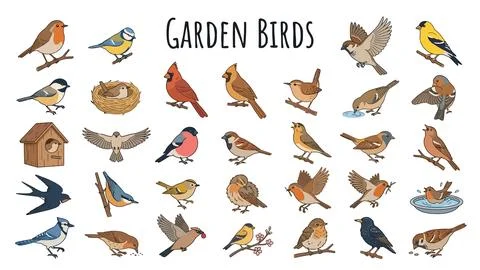 Garden birds vector element set featuring colorful feathered creatures for .. Stock Illustration