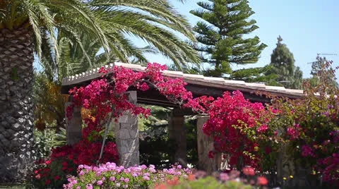 Garden in bloom Stock Footage 24500449