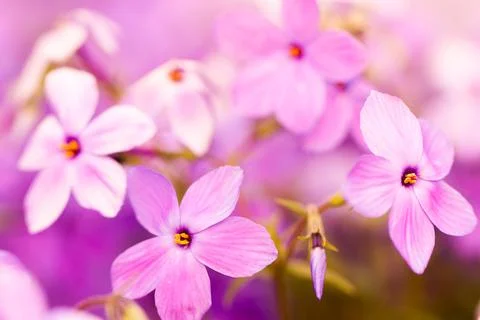 Garden in bloom Stock Photos