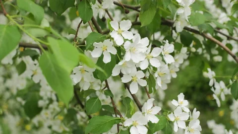 Garden of blooming apple trees in spring day Stock Footage 231800917