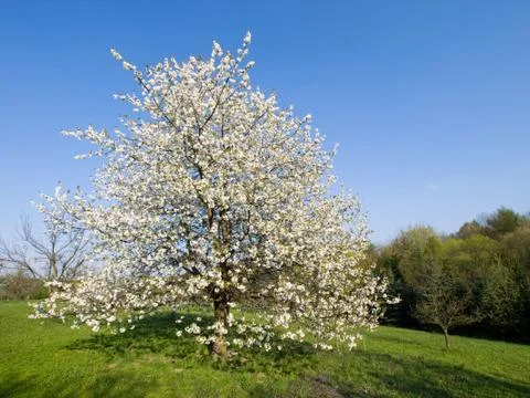 Garden with blooming cherry tree Stock Photos