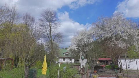 Garden blossom Stock Footage 154772055