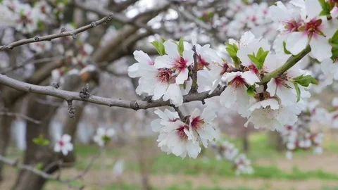 Garden with blossoming apple tree 動画素材 73836498