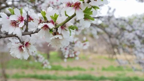 Garden with blossoming apple tree Stock Footage 73836820