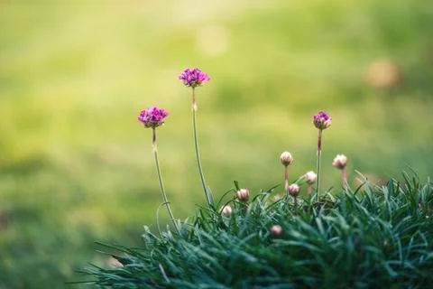 Garden blossoms Stock Photos
