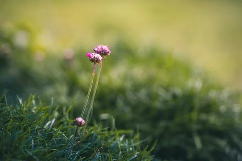 Garden blossoms Stock Photos