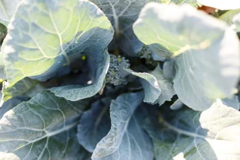 The garden broccoli. Top view. Flat lay. Close up Stock Photos