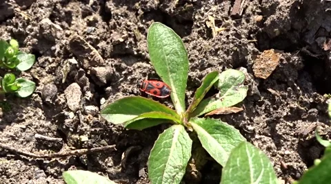 Garden bug Stock Footage 48545603