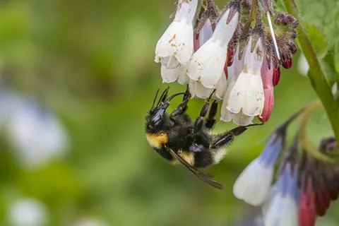 Garden Bumblebee on Comfrey Flowers in Devon Foto stock
