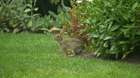 Garden bunny Video stock 97753