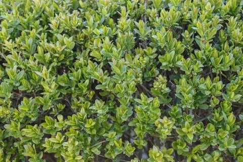 Garden bushes with leaves, background. Stock Photos