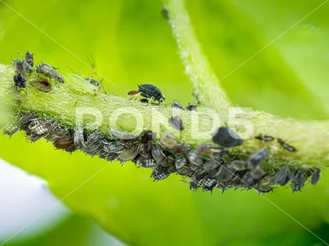 Garden Butterfly in the United Kingdom Stock Photos