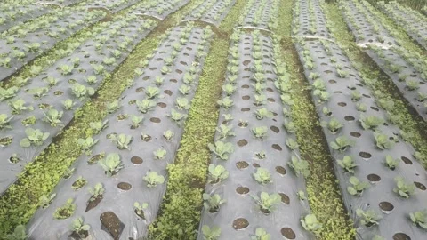 A Garden with A Cabbage Plant Stock Footage 307464718
