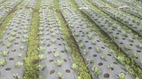 A Garden with A Cabbage Plant Stock Footage 307464730