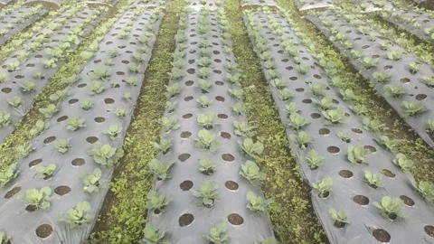 A Garden with A Cabbage Plant Stock Footage 307464741