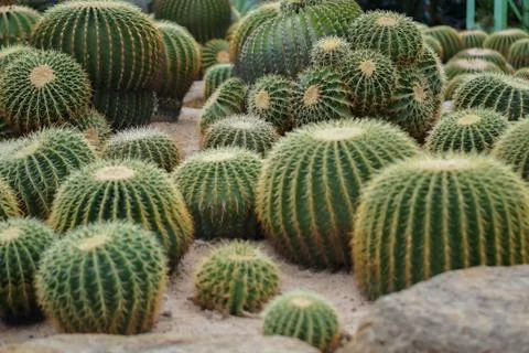 A garden of the cactus Stock Photos
