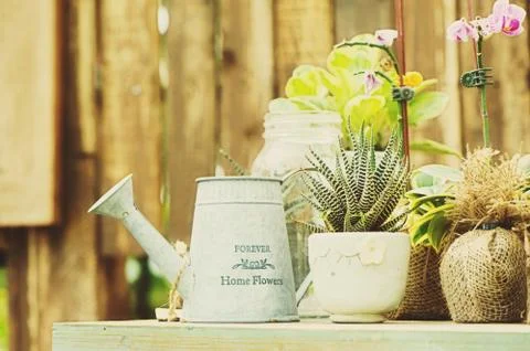 Garden with cactuses Stock Photos