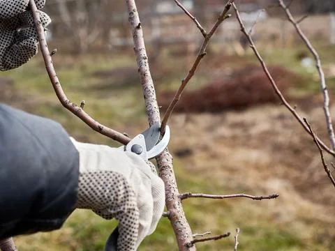Garden care. Pruning of fruit trees. The profession of a gardener. Stock Photos
