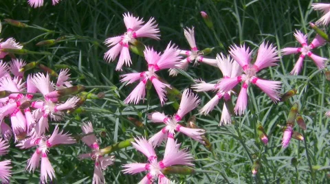 Garden carnation. Stock Footage 473499
