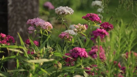 GARDEN CARNATION Stock Footage 158049841