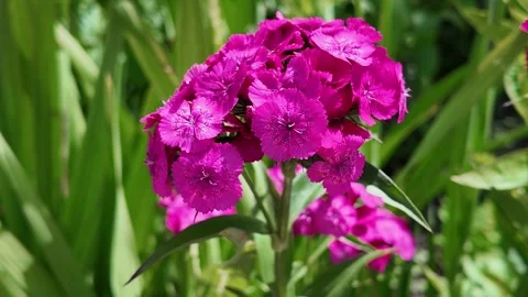 Garden carnation with red flowers grows in the garden, a bee flies around the fl Stock Footage 302286312