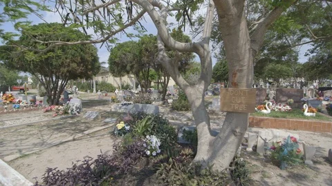 Garden in cemetery Vidéo 104881047