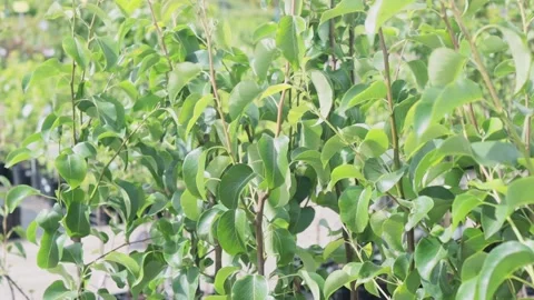Garden center. Apple saplings developing in a strong wind. Stock Footage 221311707