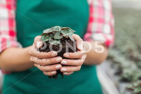Garden center employee holding plant Stock Photos