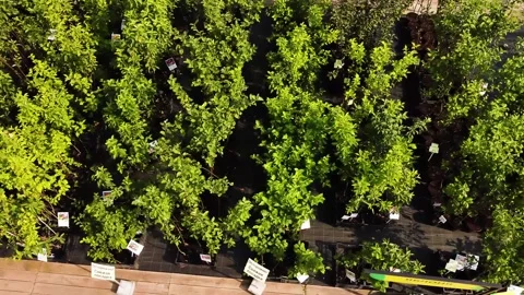 Garden center. Fruit trees and shrubs, flowers, drone view. Stock Footage 220573518