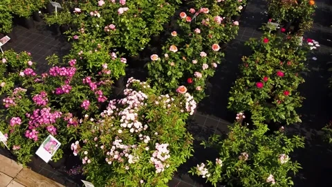 Garden center. Roses, a view drone. Trade, cultivation of flower seedlings. Stock Footage 220573359
