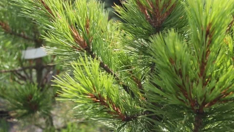 Garden center. A young pine sapling planted in a pot with earth. Stock Footage 221311397