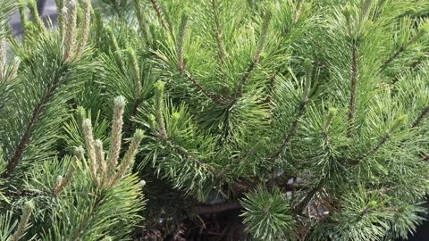 Garden center. A young pine sapling planted in a pot with earth. Stock Footage 221311696