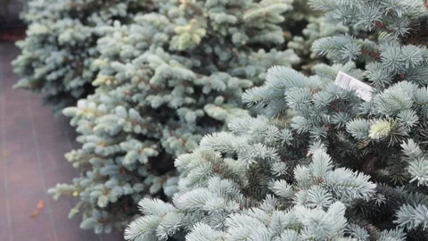 Garden center. A young spruce sapling planted in a pot with earth. Stock Footage 221310507